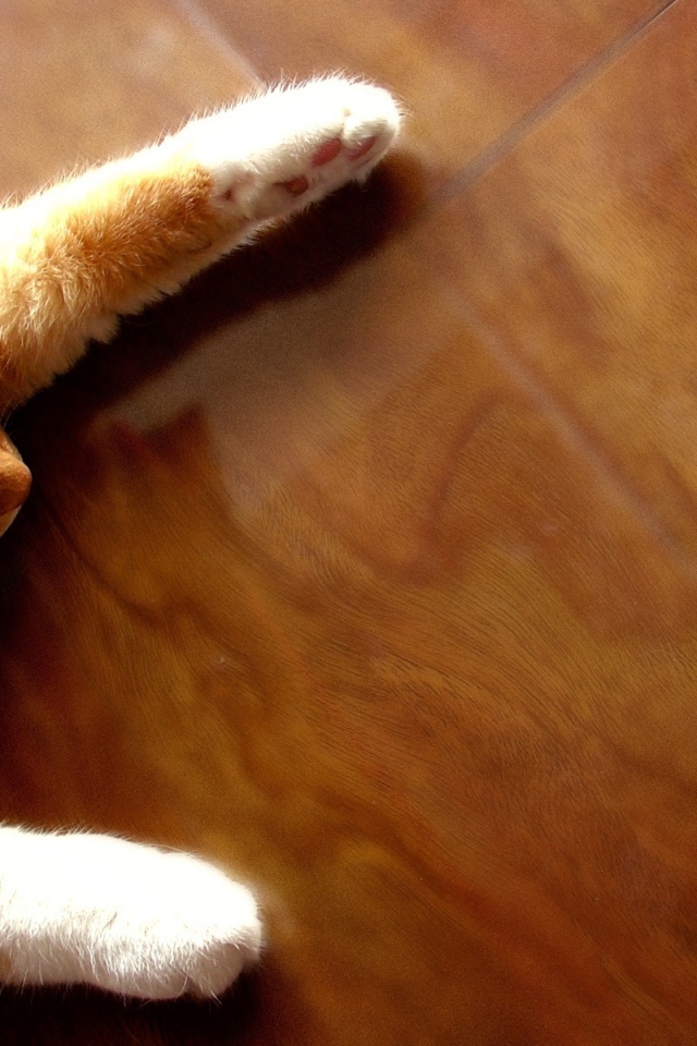 Рыжий кот на полу