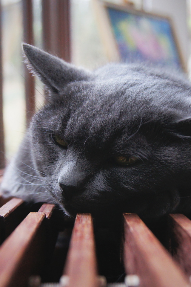 Отдыхающий кот