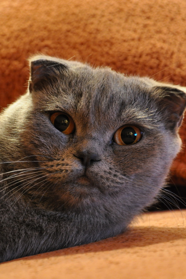 Шотландский фолд