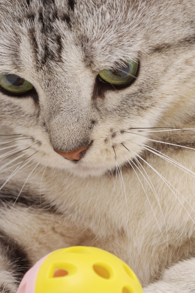 Прямоухий Скоттиш Страйт