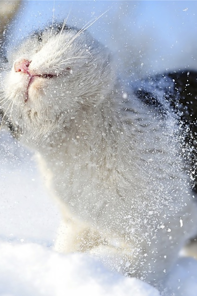 Отряхивающаяся кошка