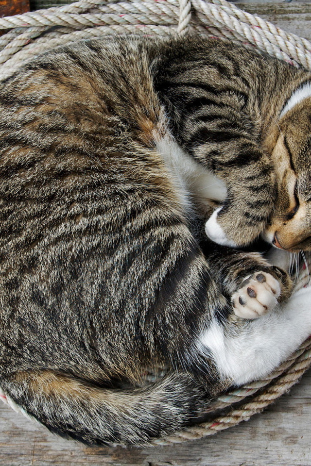 Спящая кошка