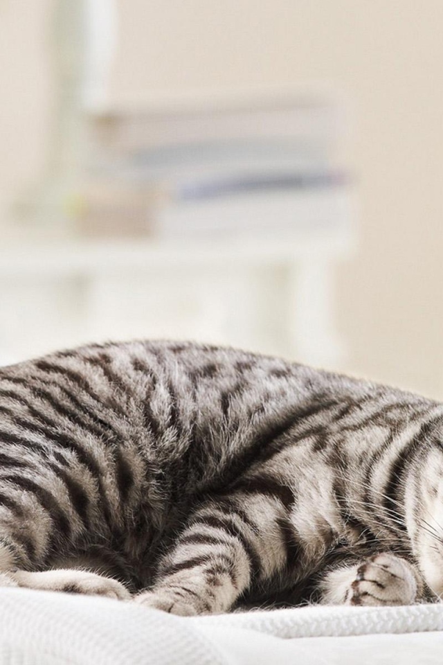 Спящая кошка