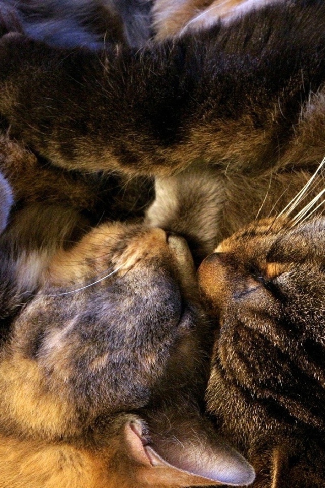 Спящая парочка