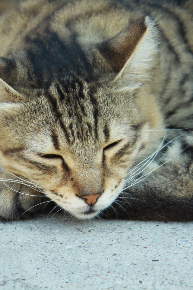 Сонный Васька