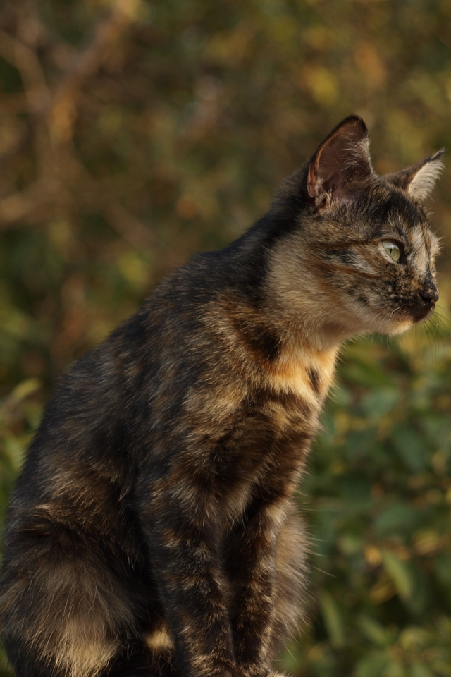 Пятнистый кот