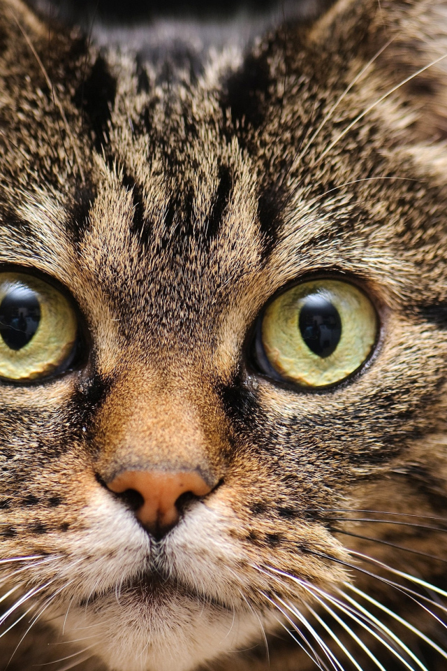 Удивленная мордашка