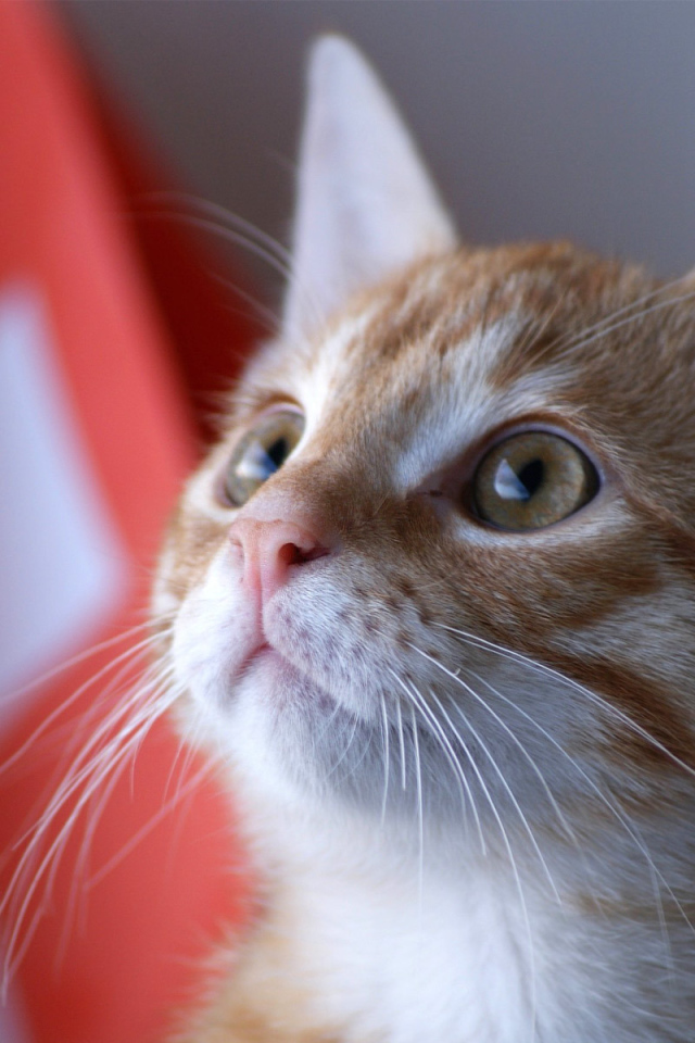 Швейцарский армейский кот