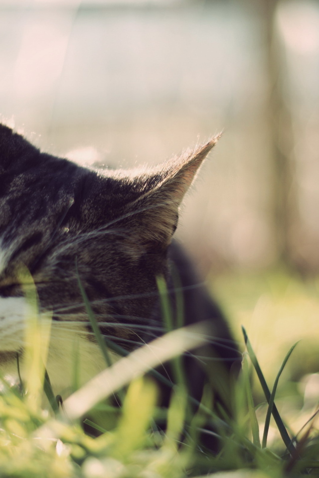 Кот ест траву