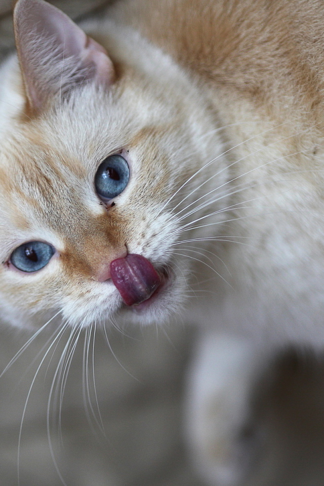 Кошачий язычок