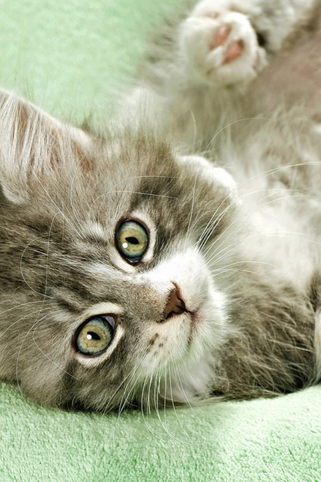 Неженка на полотенце