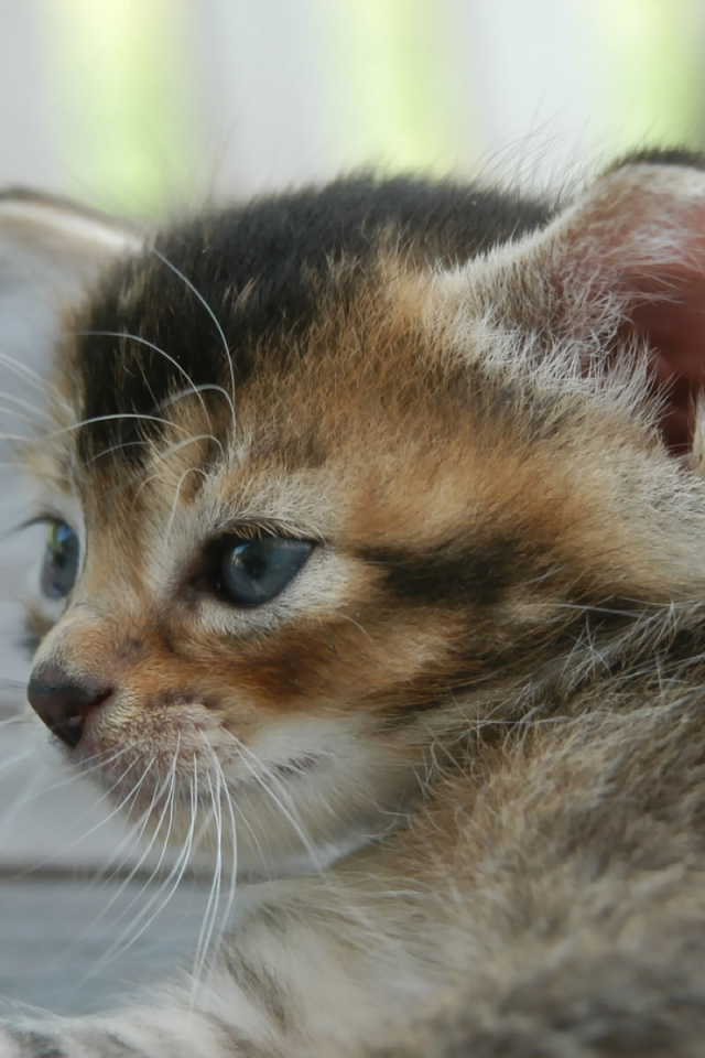 Усатый полосатый