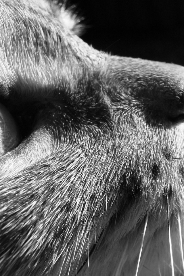 Задумчивый взгляд