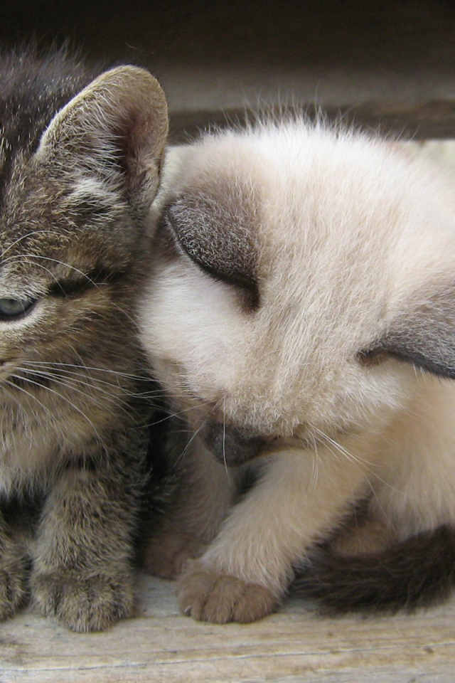 Вместе теплее