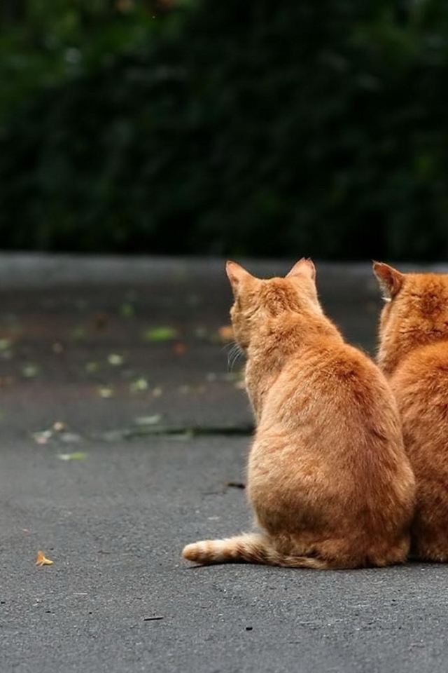 Два рыжих кота