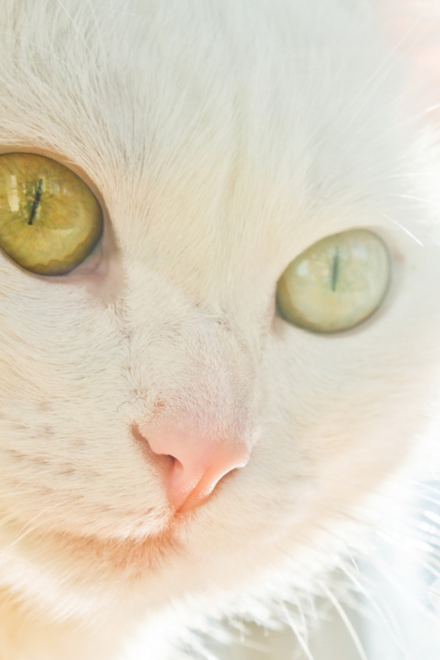 Белая кошка