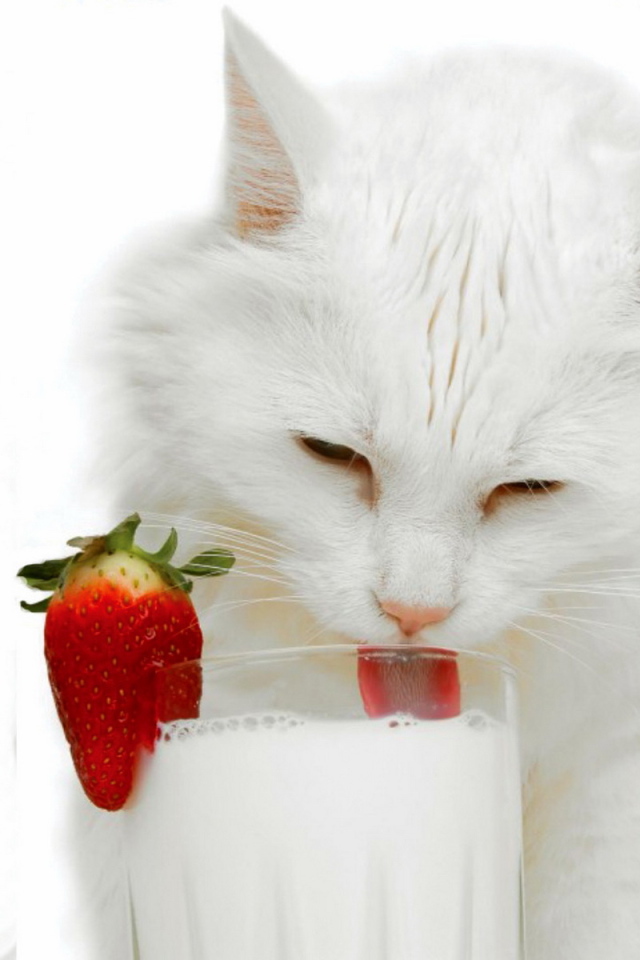 Белая кошка и молоко