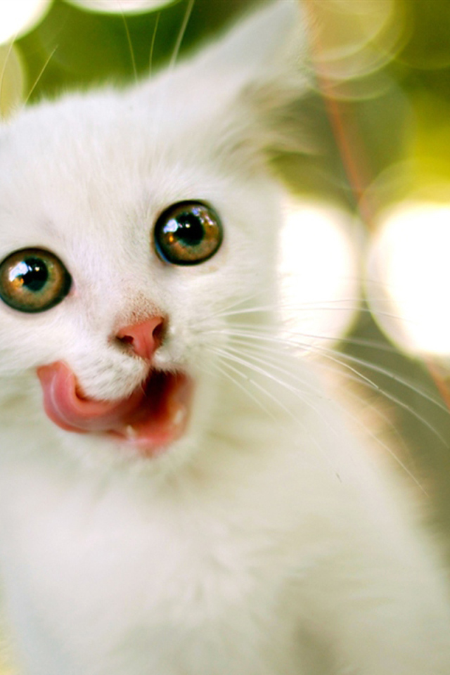 Белый котенок