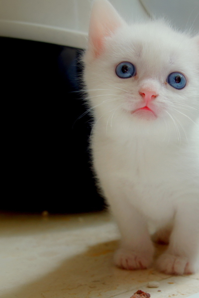 Белый котенок