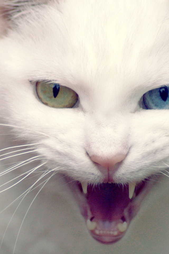 Белая хищница