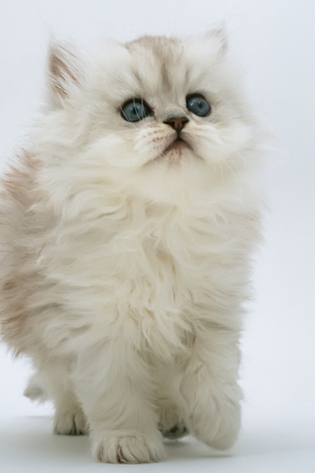 Белый пушистик