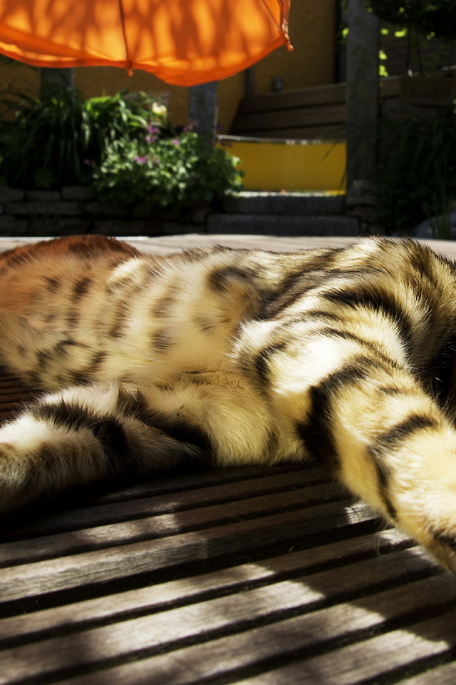 Зевающая кошка