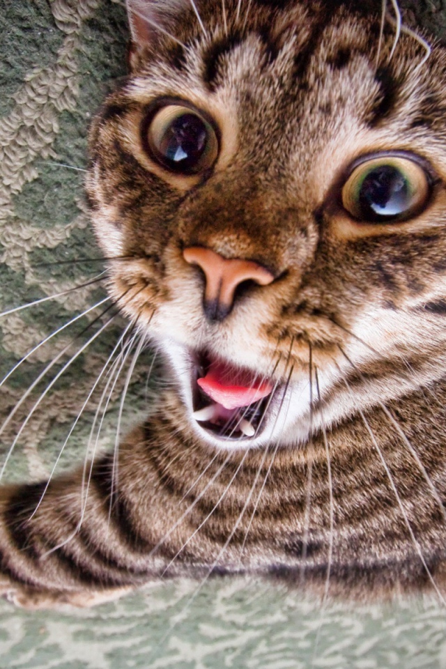 Зевающий кот