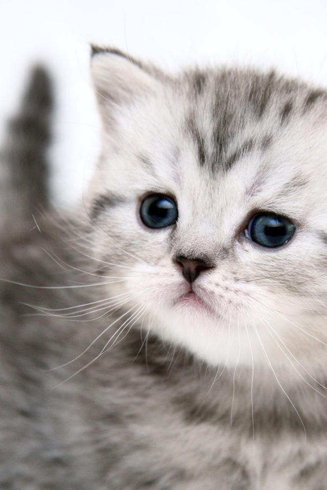 Маленький симпатичный котенок