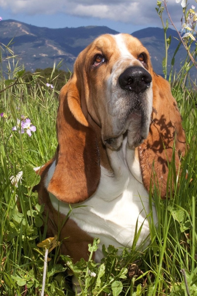 Бассет-хаунд в траве