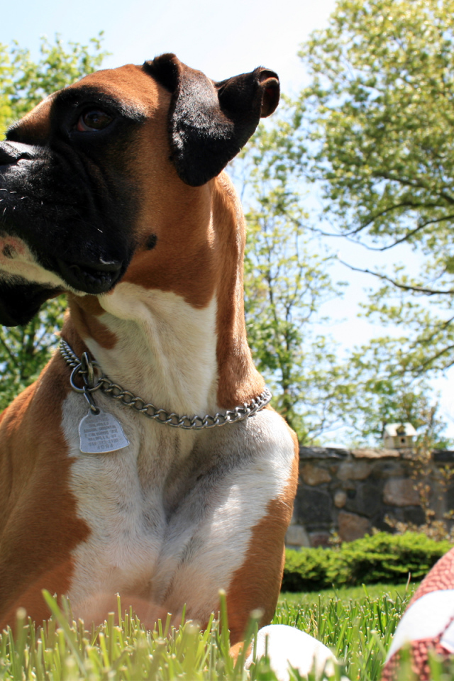 Боксер с мячом