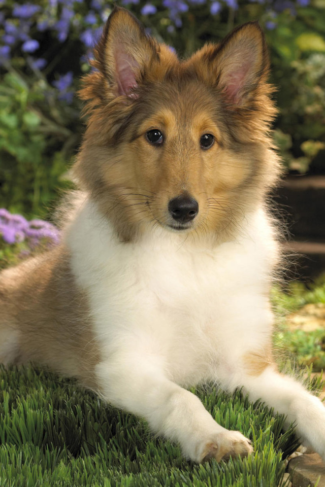 щенок Колли