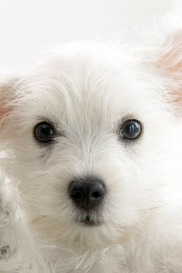 Собака на Вашем экране