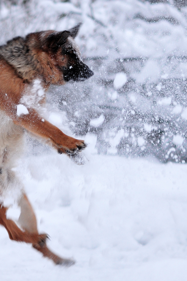 Немецкая овчарка под обстрелом