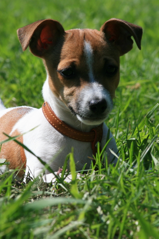 Джек-Рассел терьер