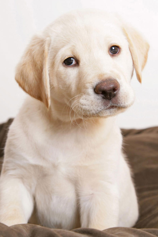 Щенок Лабрадора