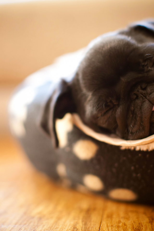 щенок Мопса