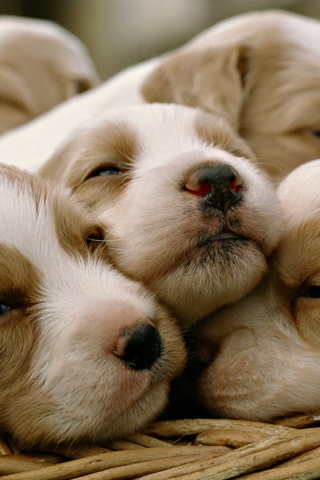 Щенки в корзинке