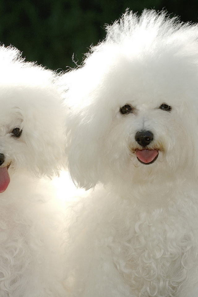 Щенки пуделя