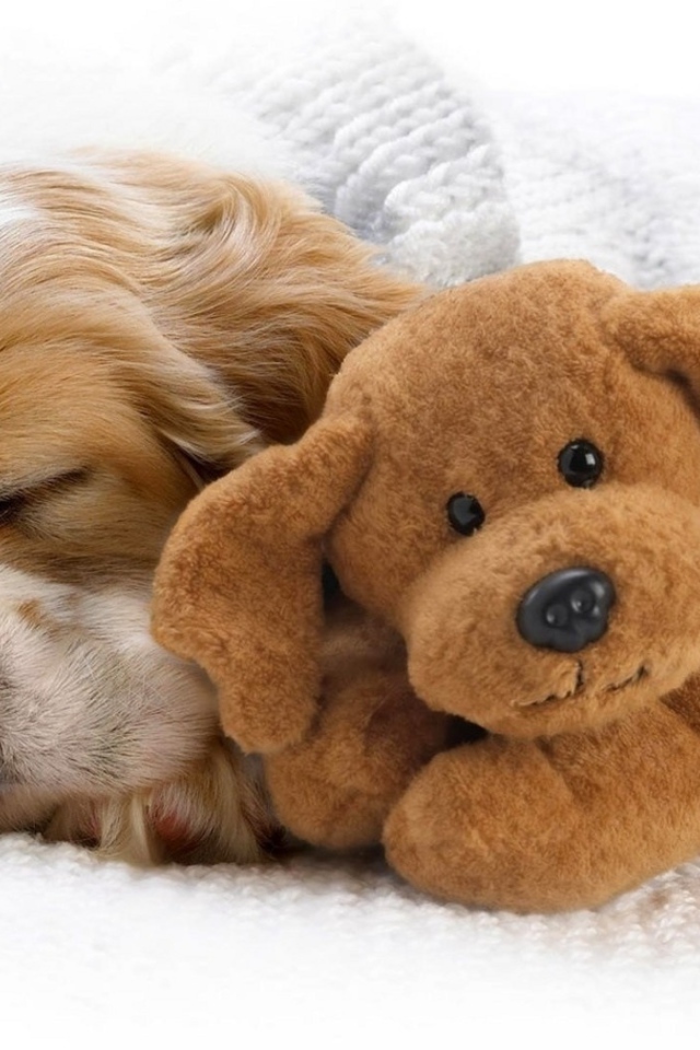 Щенок и игрушка