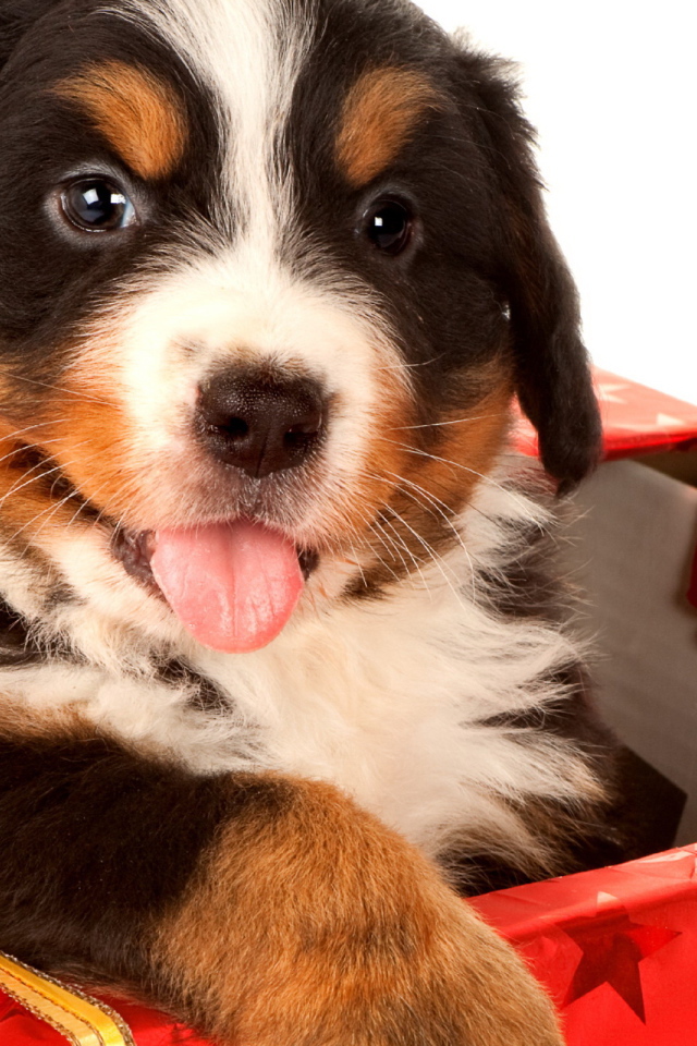 Щенок в подарок