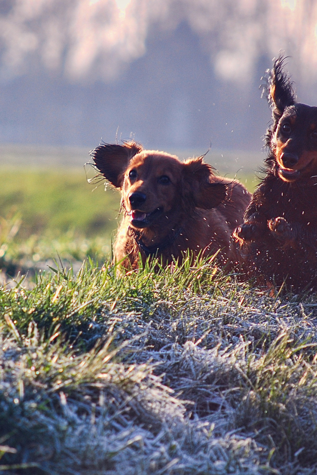 Щенячий восторг