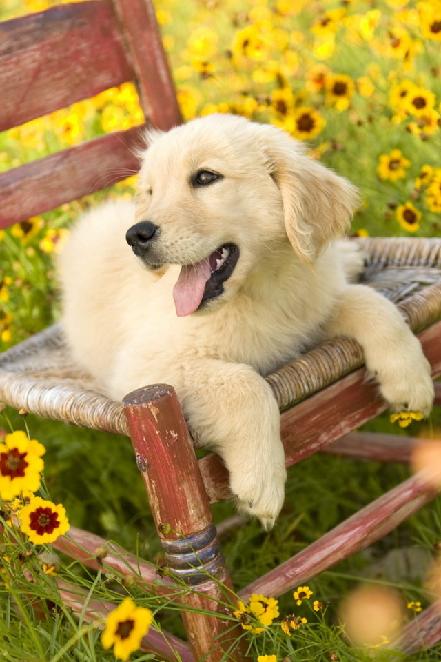 Щенок на стуле