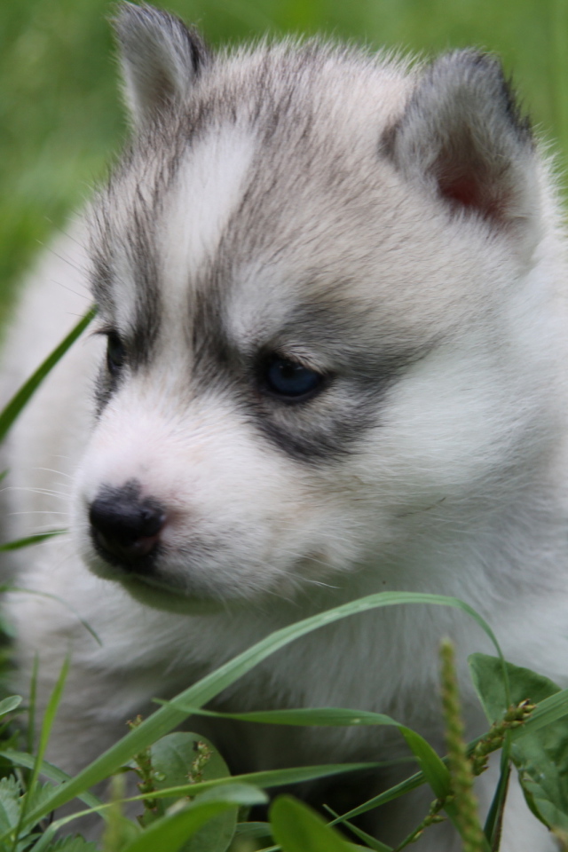 щенок в траве