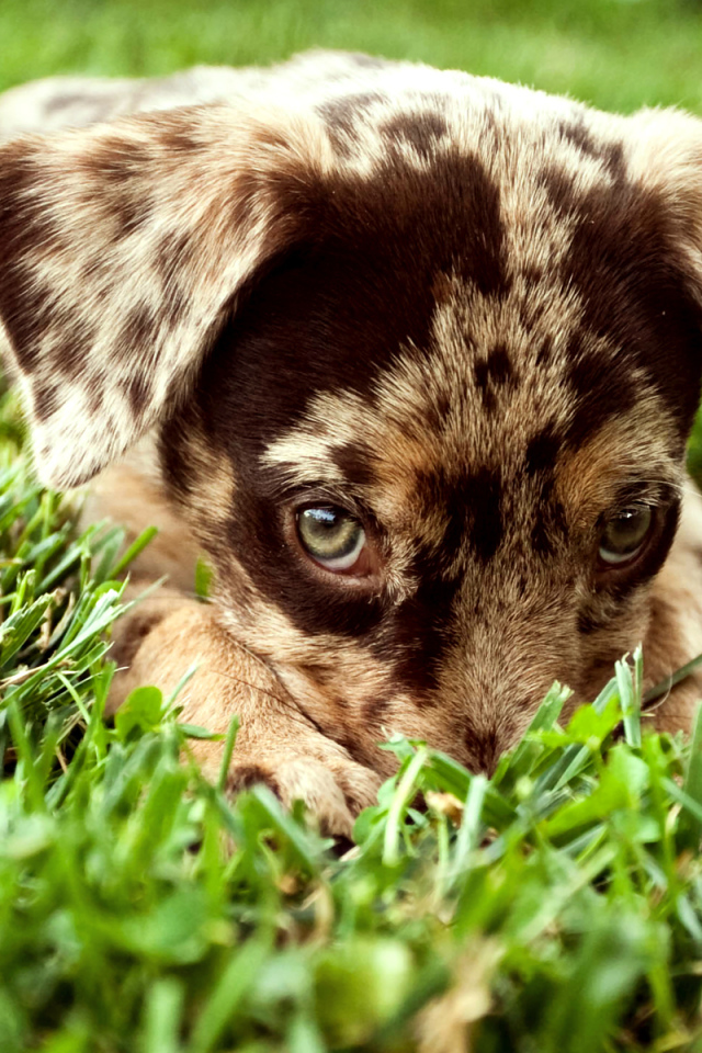 Щенок в траве