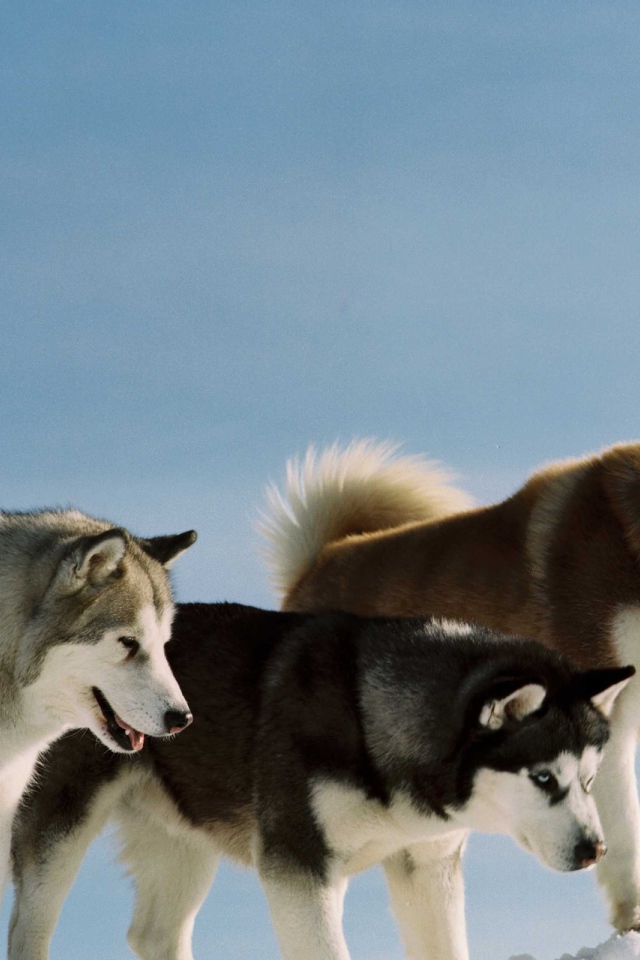 Сибирские хаски