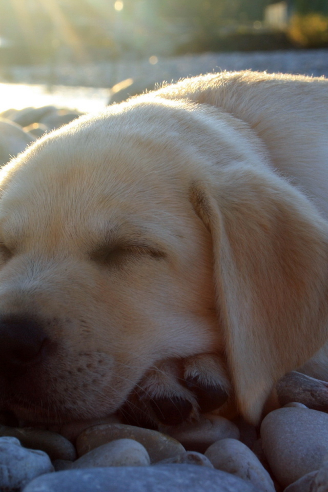 спящий Лабрадор