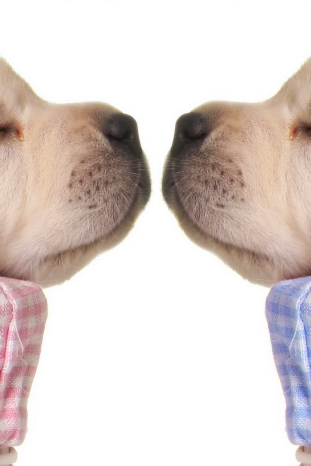 Спящие щенки