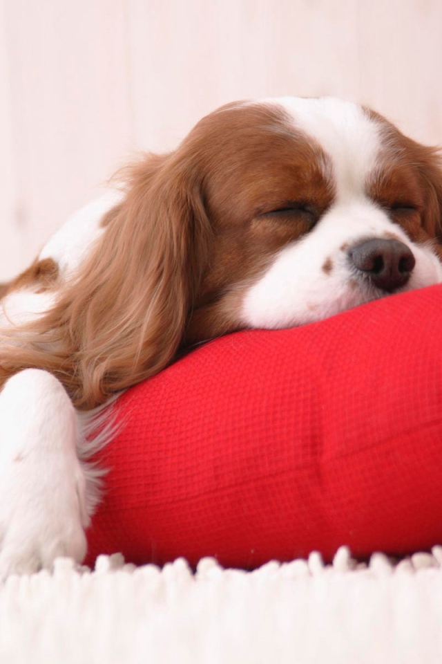 Сонный щенок