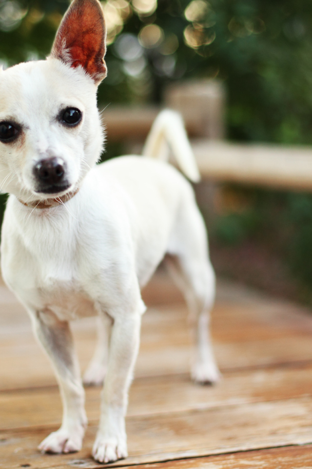 Маленькая собака