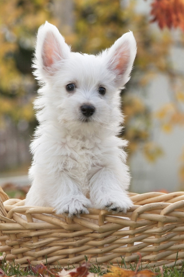 щенок Терьера